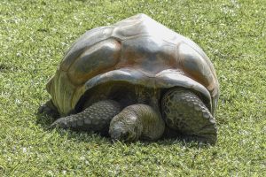 Desroches Island | Aldabra Giant Tortoise