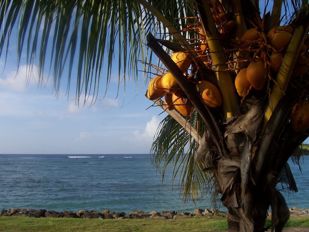 St. Maarten - Palm tree on Caribbean Island