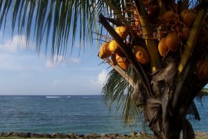 St. Maarten - Palm tree on Caribbean Island