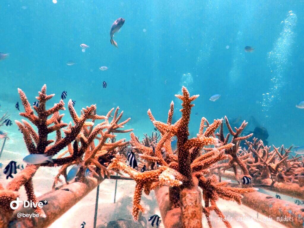 Coral Reefs courtesy of Beybe