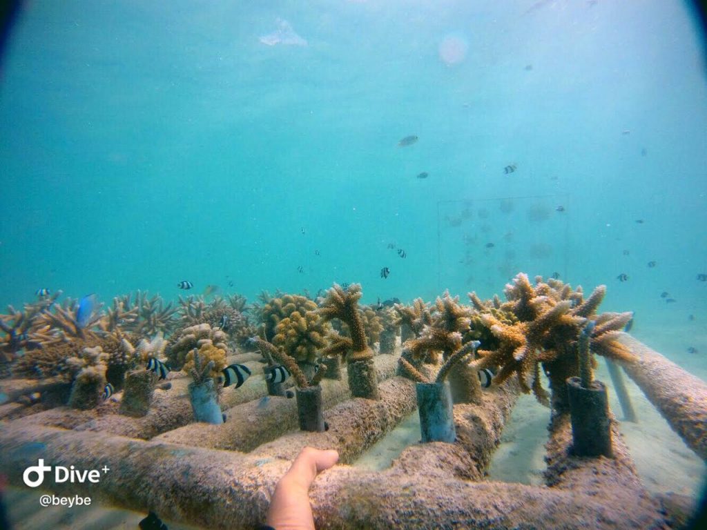 Coral Reef project photo courtesy of Beybe.