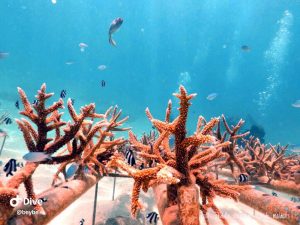 Maldives Coral Reefs