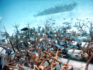Multiple coral reefs in rehab
