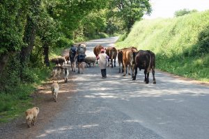 The Camino takes you over different roads and terrains. You never know who you'll meet.