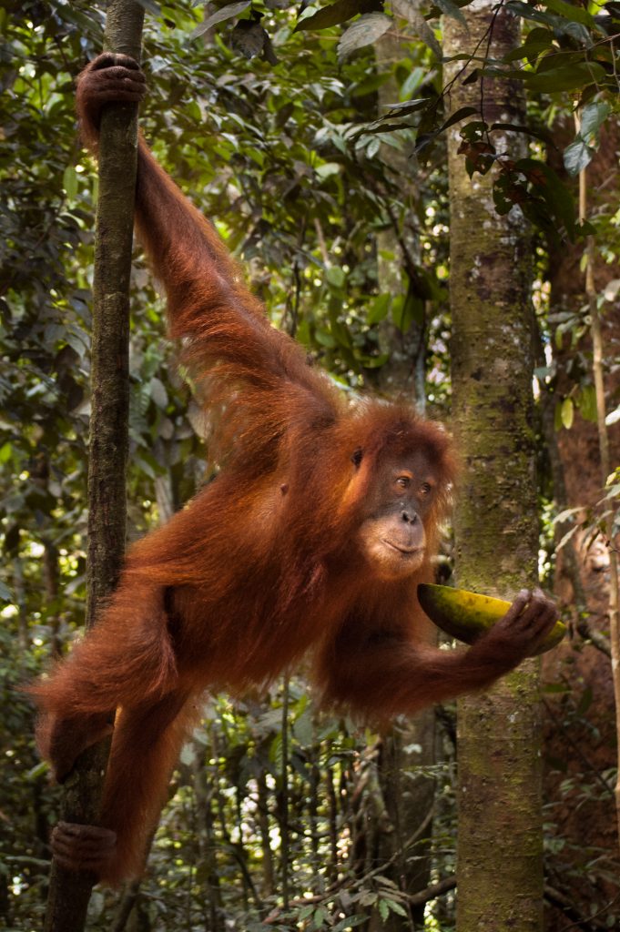 Unfortunately, the orangutans in Gunung Leuser are accustomed to being fed by tip-seeking guides. Photo: Jessica Barrett
