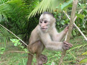 Amazon rainforest and resident monkey are both threatened by deforestation
