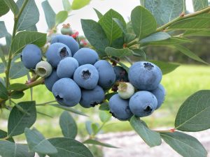 Picking blueberries is a popular agritourism activity