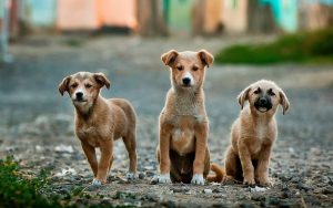 Feral dogs can carry rabies
