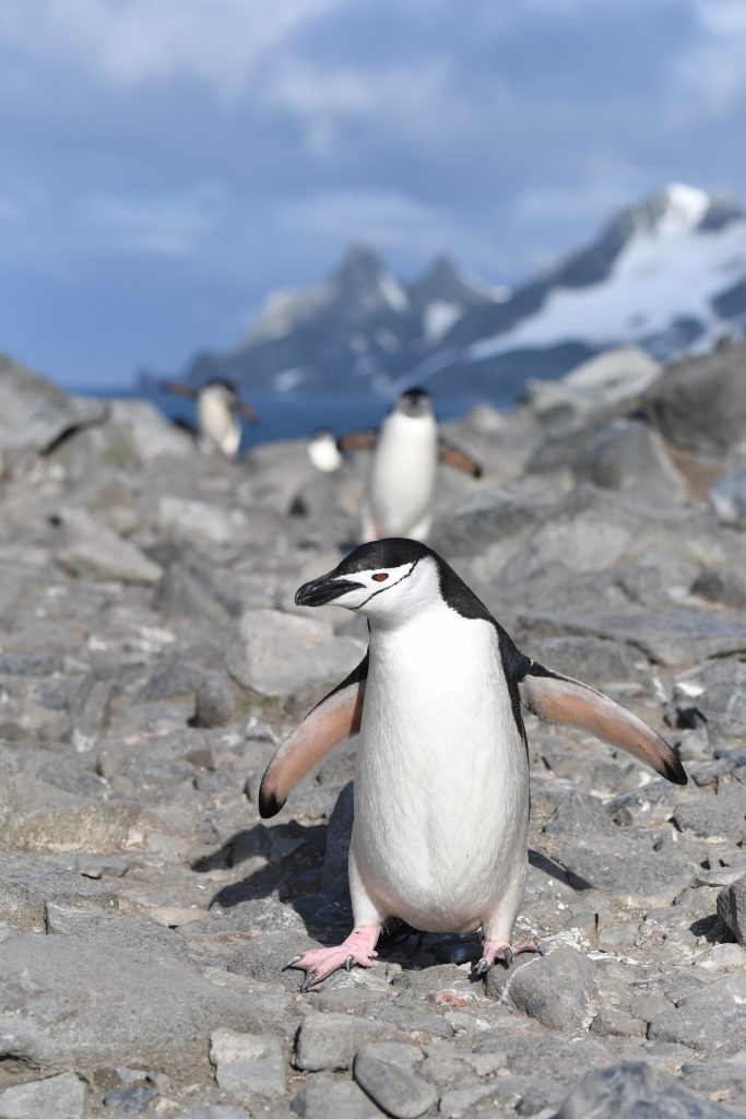 Penguins Antarctica