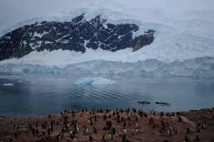 A colony of Gentoo penguins with three month old chicks living in Neko Harbour on the Antarctic Peninsula. Photo: Alicia-Rae Olafsson
