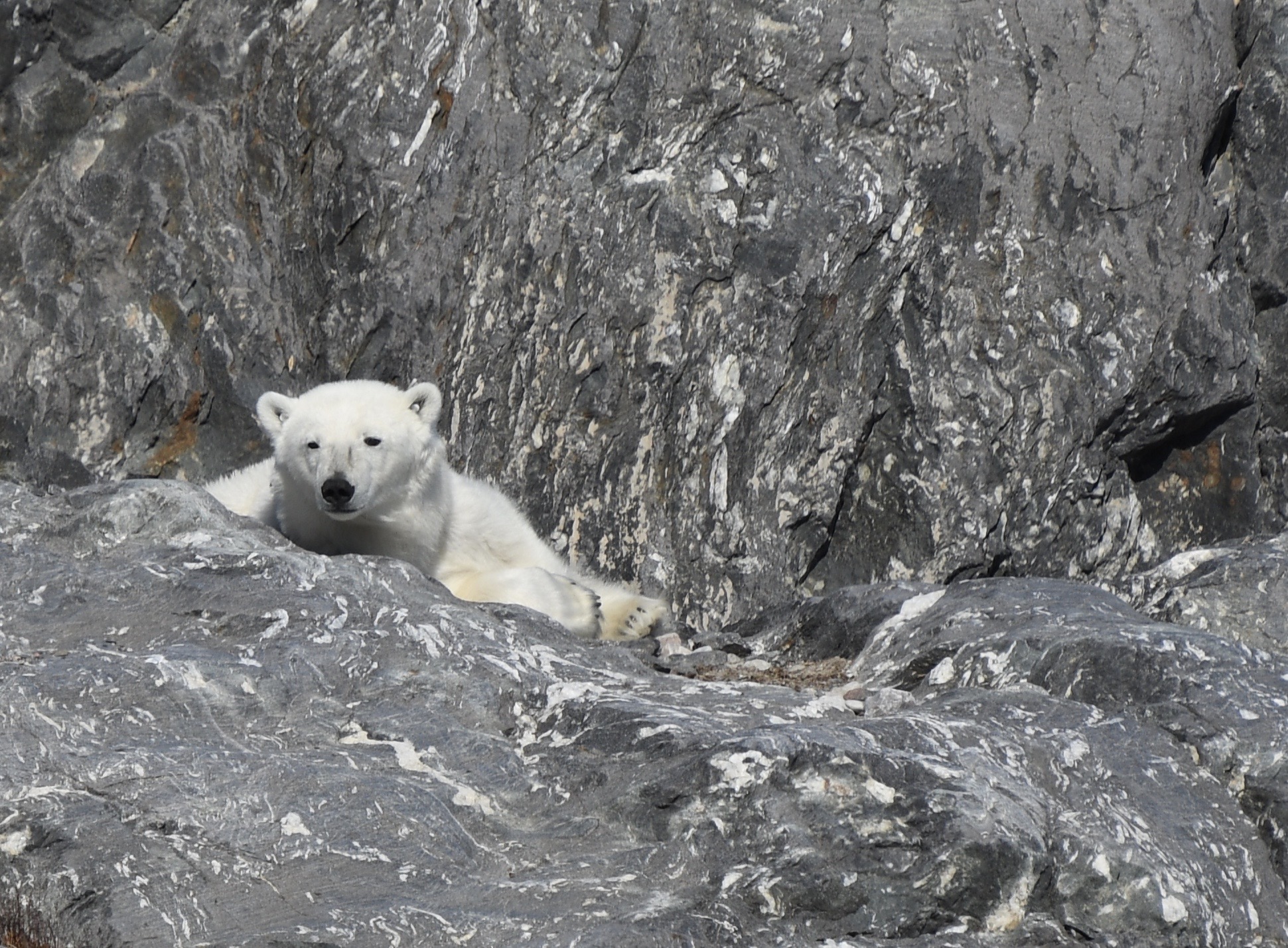 Polar Bear by Alicia-Rae Olafsson