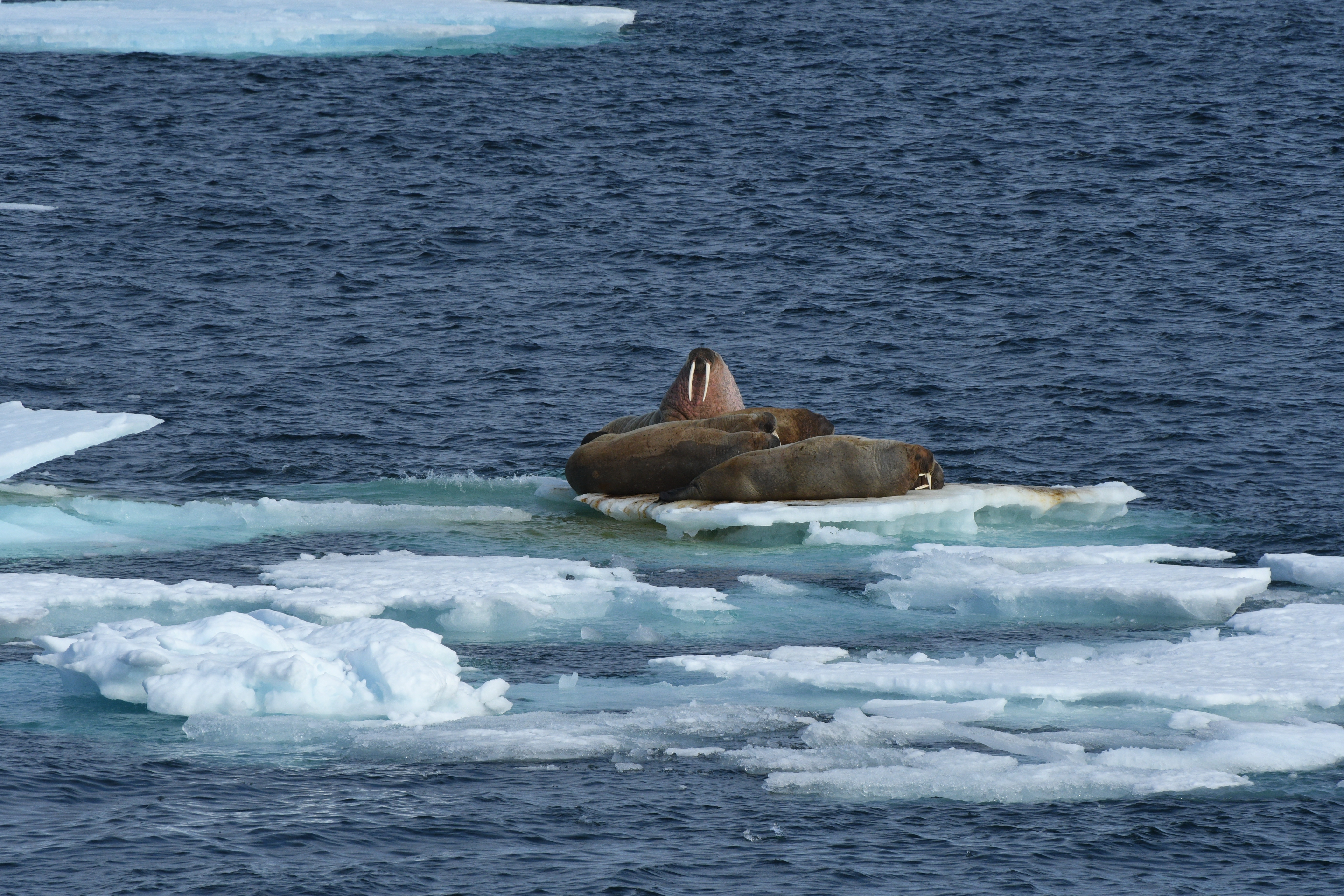 A huddle of walrus bask in the sun on the pack ice in at the far northern edge of the Arctic, near the 79th parallel north. Photo: Alcia-Rae Olafsson