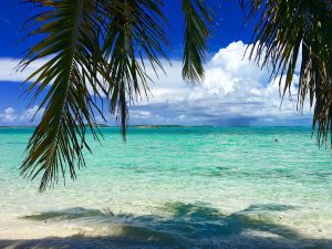 bahamas-view under a palm