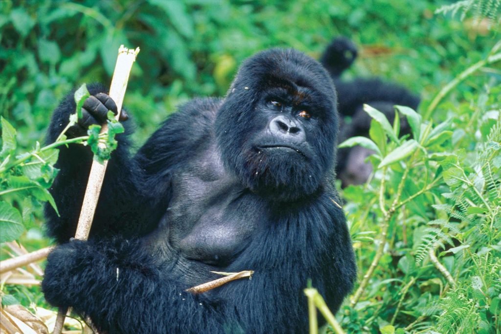 Gorilla Treks - Gorillas in the wild
