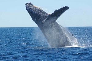 humpback-whale-breeching