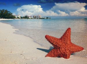 A starfish sits on a beach in the Bahamas