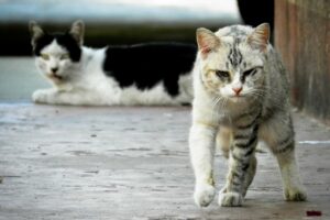 stray cat may carry rabies