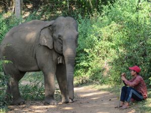 Elephant encounter with Thai local