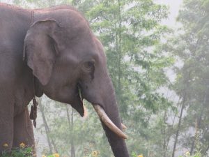 Elephant encounter in Thailand. Photo: Bianca Caruana