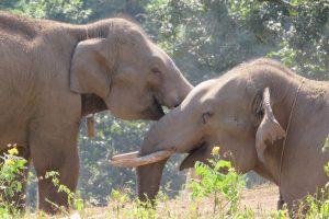 Thai elephants at play
