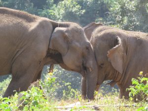 Elephant encounter in Thailand. Photo: Bianca Caruana