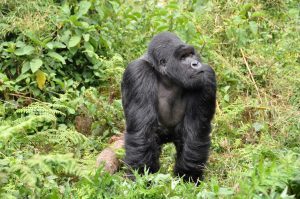 gorillas-Rwanda