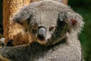 koala in Australia