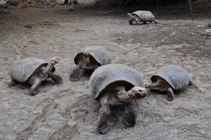 Giant tortoises on the Galapagos Island.