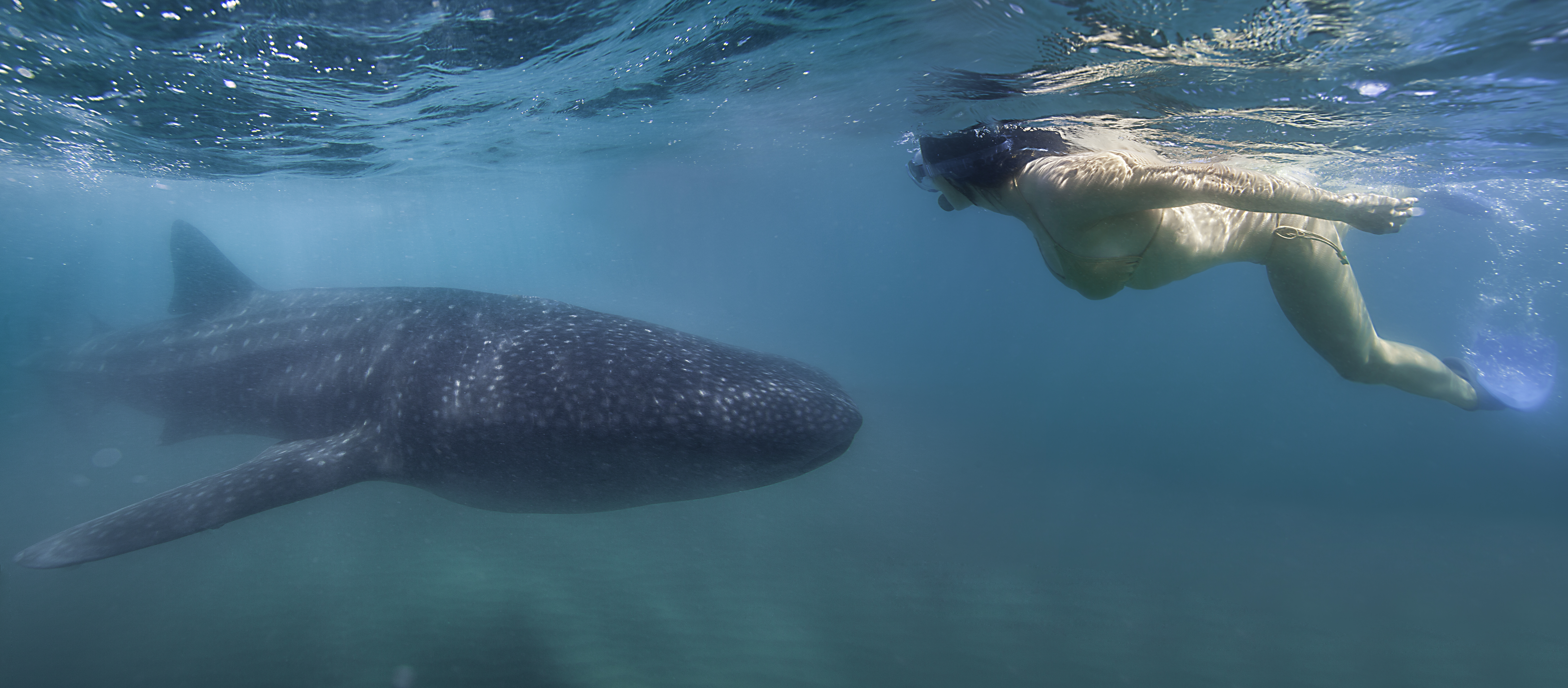 Snorkeling with Whale Sharks. (La Paz Tourism Board)