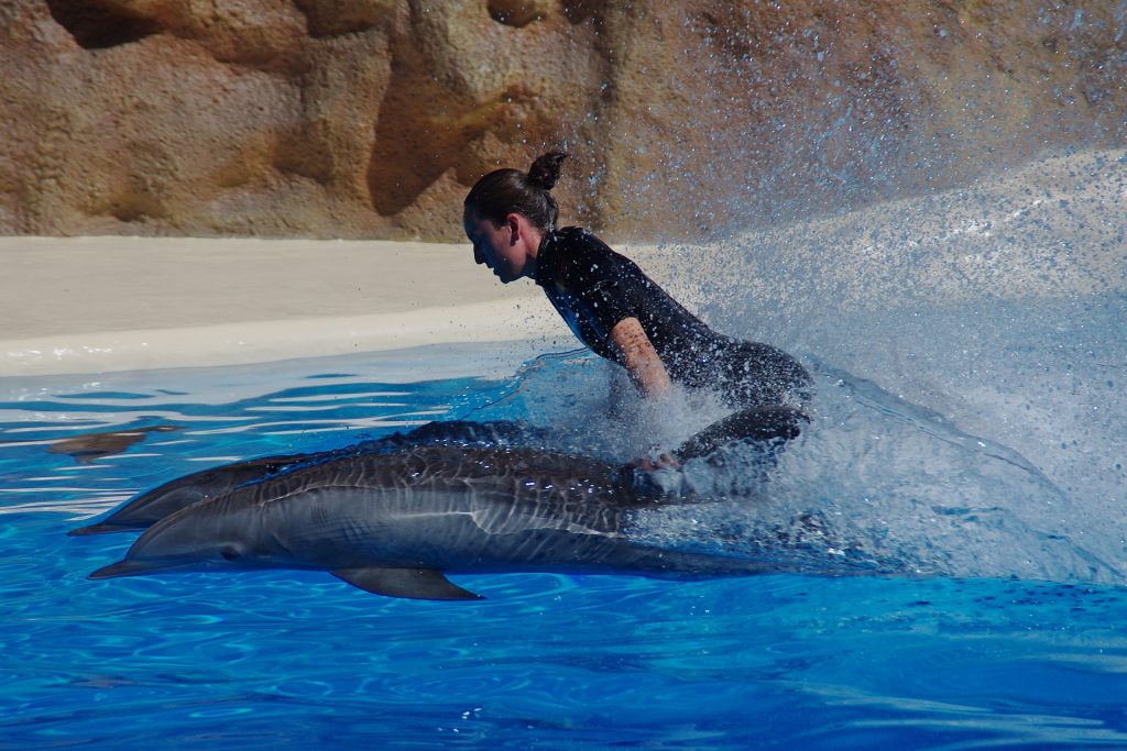 dolphin surfing
