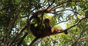 Orangutan - Green Hill Guest House and Trekking