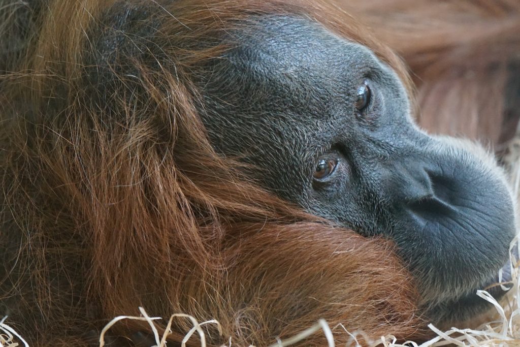 Orangutang in Sumatra