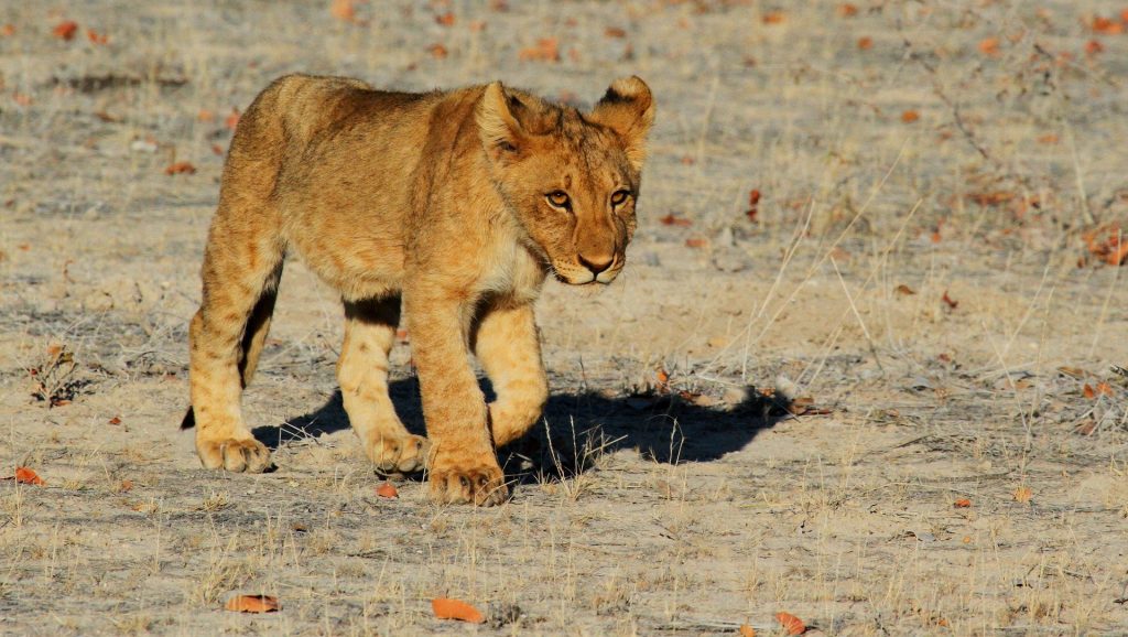 lion-in Namibia