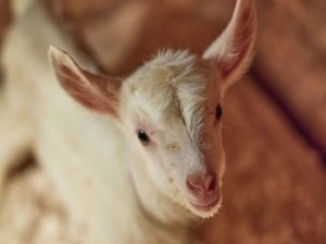 Baby Goat Courtesy of Beekman 1802