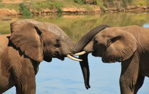 elephant-Sosuth Africa