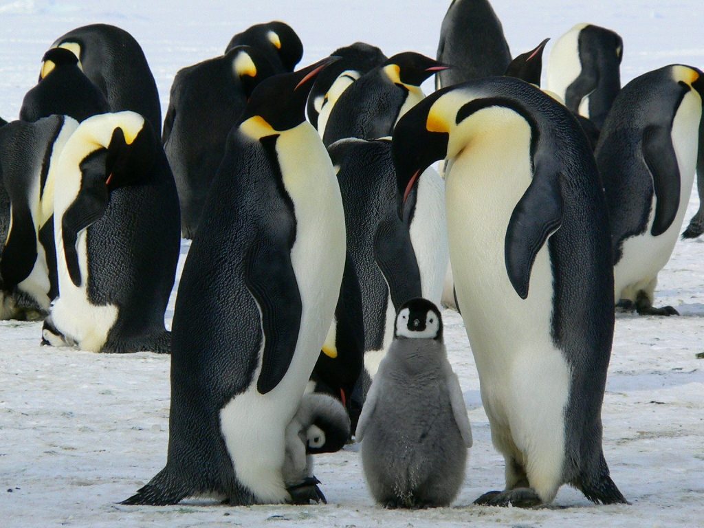 penguins-antarctica