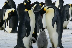 penguins antarctica