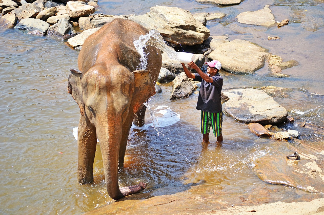 elephant-being washed