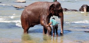 elephants-bathing