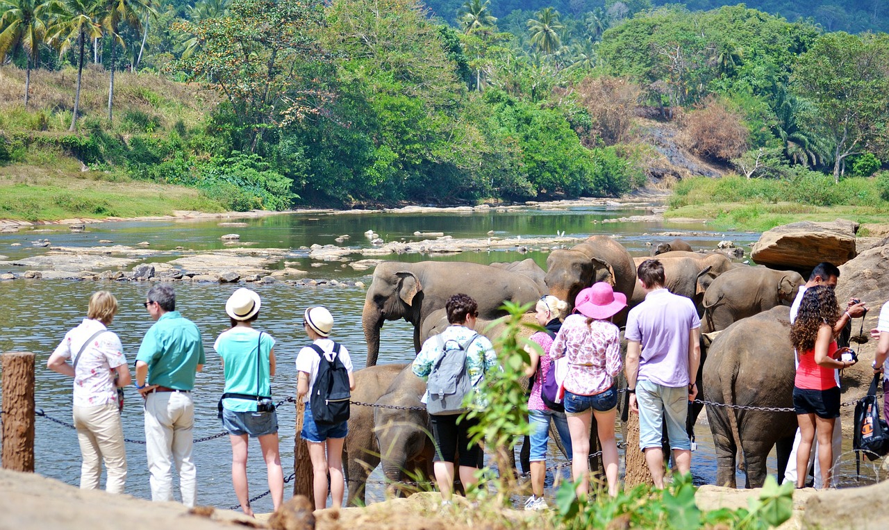 tourists-looking at elephants