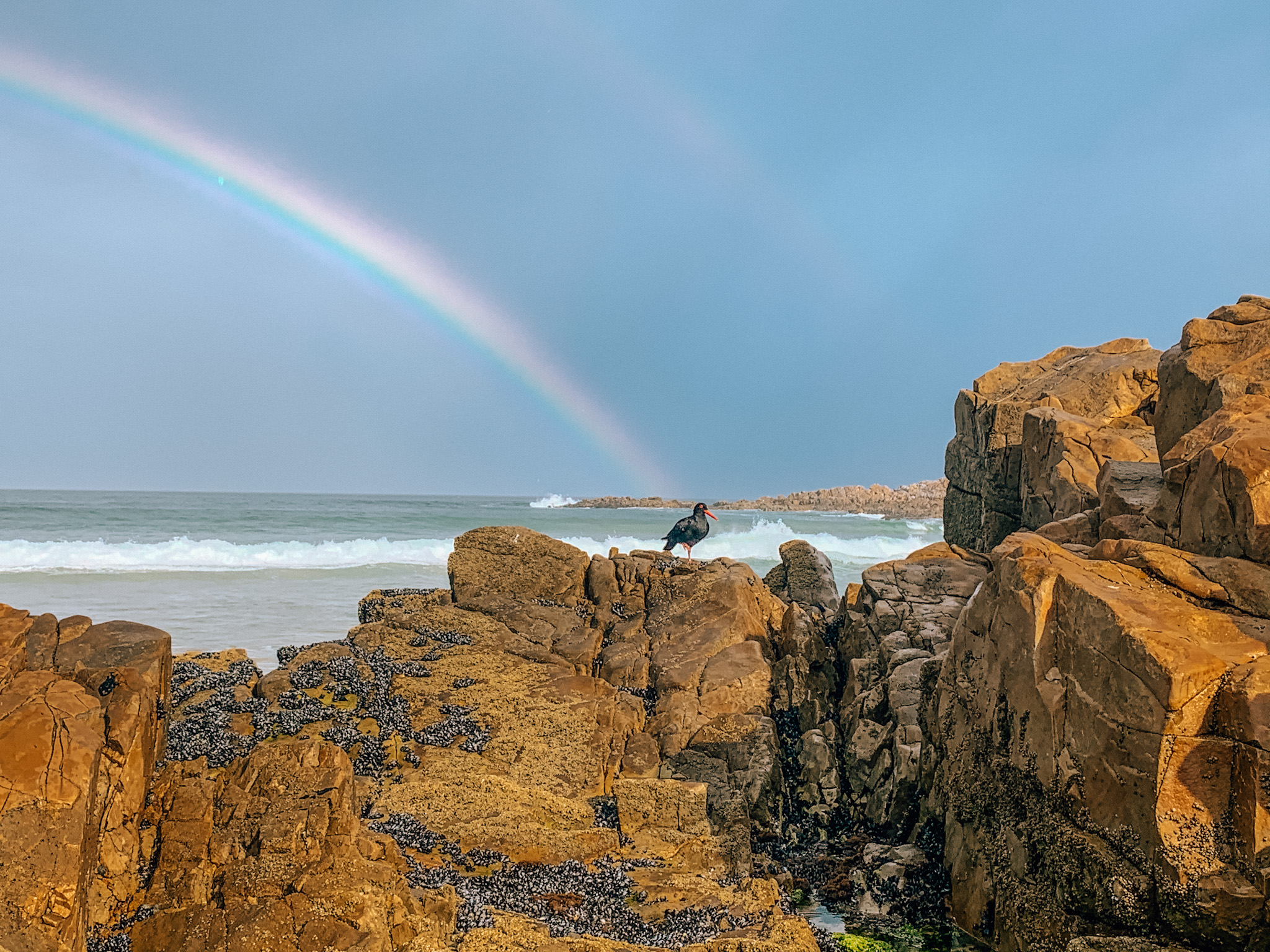 African Black Oystercatcher with Rainbow in Plettenberg Bay