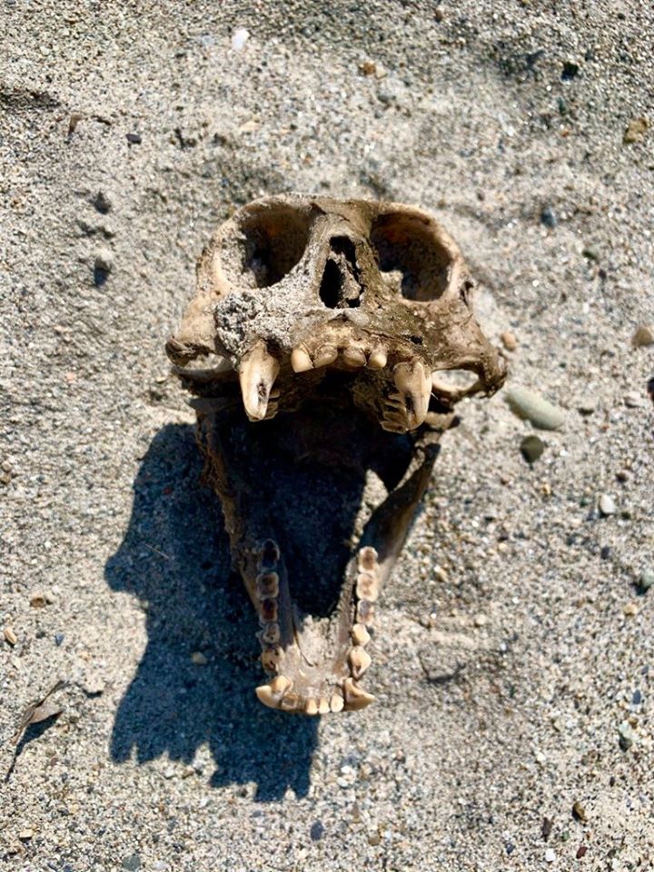 A monkey skull we found by the river. — in Champawat. Photo: Anietra Hamper