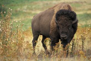 wild bison