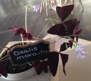 The Oxalis Morada is indigenous to the Galapagos Islands and many regions of South America. Photo: Brent Cahill