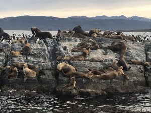 Sea Lion Island in the Beagle Channel, Ushuaia. Photo: Devon Older