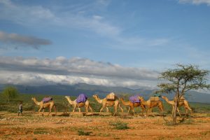 Camel Trek photo by Andy Barker