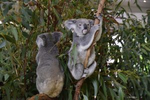 australia-koalas