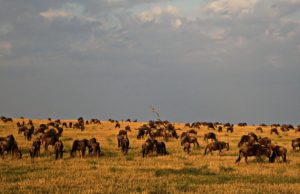 Wildebeest on the Serengeti. Photo: Terri Marshall