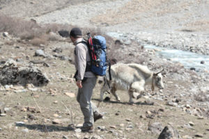 Around the world | The trekker and yak right before the attack. Photo: Shreeram Thapaliya