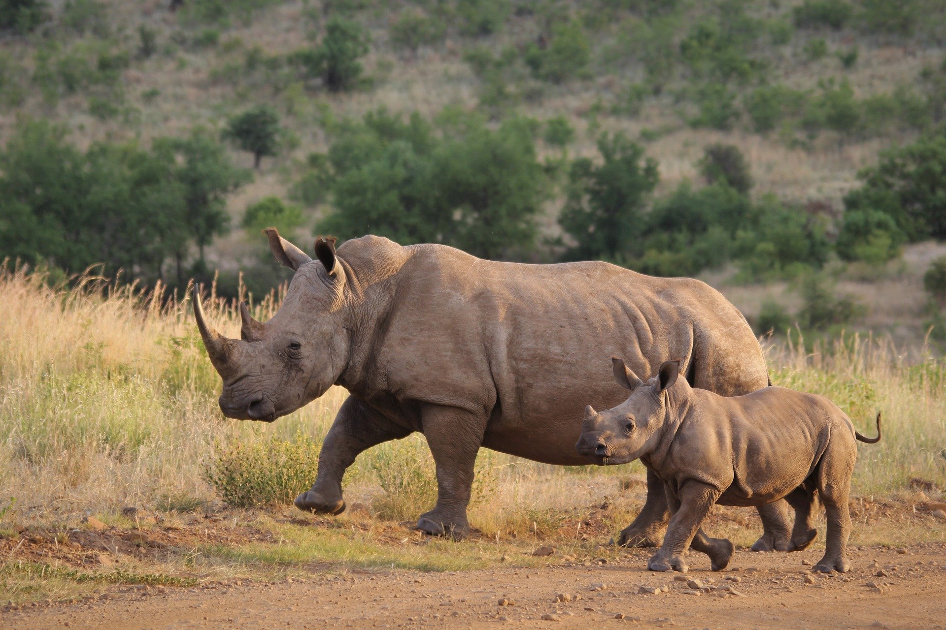 Global Citizenship-white-rhino-Conservation